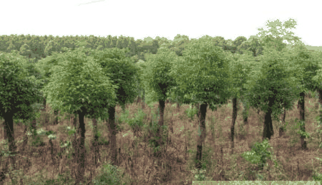 香樟树能在庭院中种植吗？(香樟树能在庭院中种植吗视频)